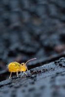 Dicyrtomina minuta