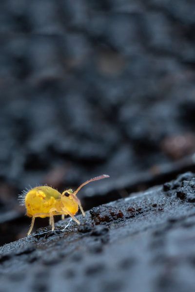 Dicyrtomina minuta von Jacques Willems
