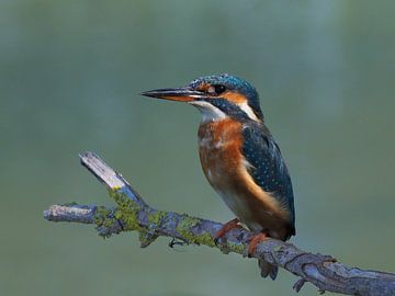 So beautiful, the kingfisher... by Marjon Woudboer