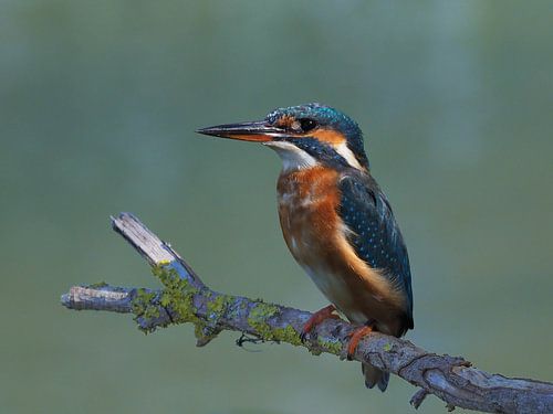 Zo bijzonder, een nog jonge ijsvogel