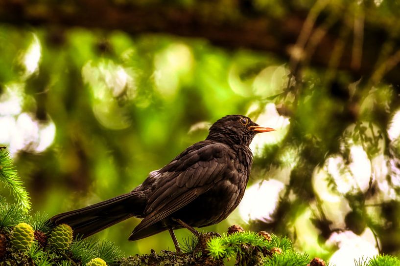 Amsel von Dagmar Marina