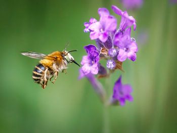 Dat kan je geen kattenkwaad meer noemen!
