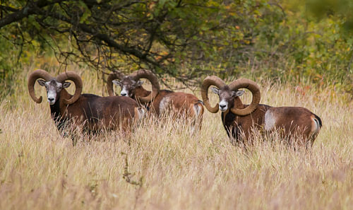 Mouflon Rams in Autumn