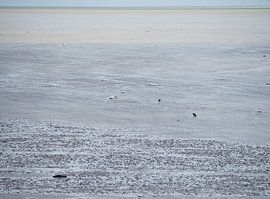 Flying spoonbill on Terschelling by Atelier Liesjes