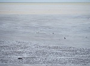 Fliegender Löffelhund auf Terschelling