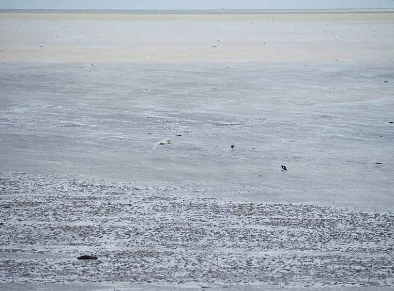 Fliegender Löffelhund auf Terschelling von Atelier Liesjes