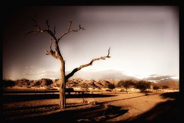 Tree in de desert van Frank Kanters