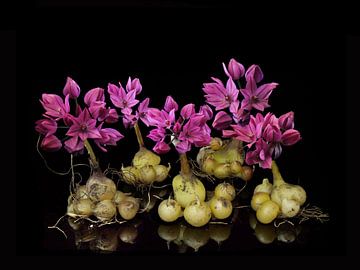 Magische blik op Allium oreophilum van Bartel van den Berg