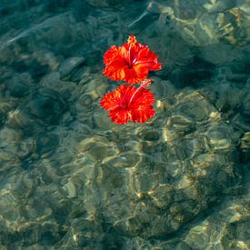 Hibiscus sur Raisa Zwart Tirages photographiques de voyage