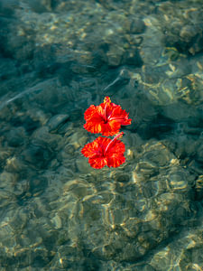Hibiskus