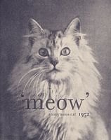 Famous Quote Cat