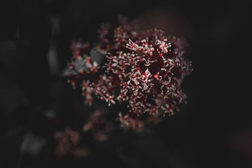 Viburnum