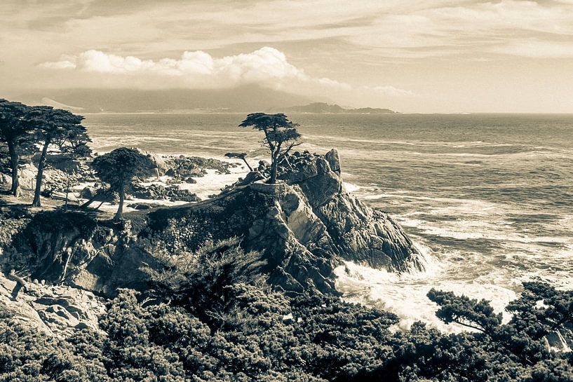 The Lone Cypress bei Monterey - analoge S/W-Fotografie von Werner Dieterich