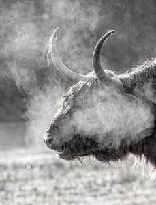 Scottish Highlander dans le froid glacial sur Texel. sur Justin Sinner Pictures ( Fotograaf op Texel)