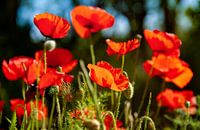 Herald of spring: red poppy