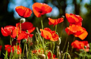 Frühlingsbote: roter Klatschmohn