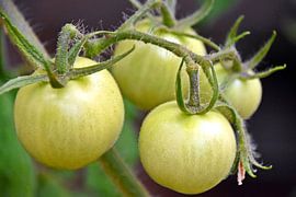 gruene Tomaten in meinem Garten von Werner Lehmann