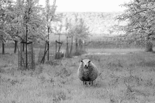 schaap tussen de fruitbomen