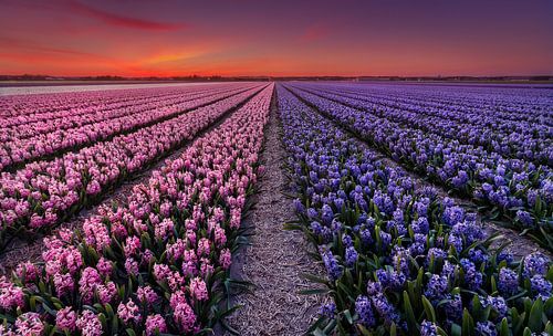 Hyacinten bloemenvelden