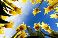 Tulips from below
