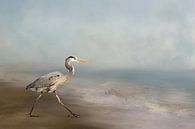 Héron gris américain au bord de la mer par Diana van Tankeren Aperçu