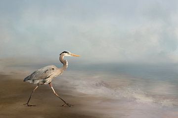 Great blue heron walking on the beach