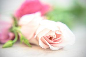 Des roses douces