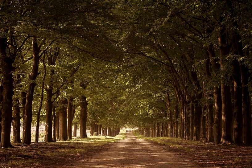 The road to nowhere by Marco de Graaff