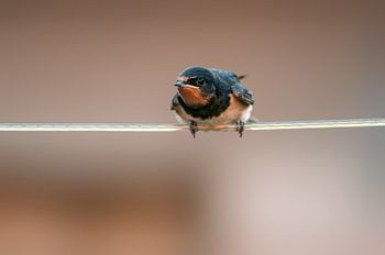 young swallow
