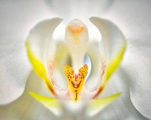 Orchidée sur Wim van Beelen