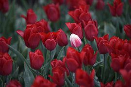 white rebel tulip between red flowers, which appears in the middle of the fields.