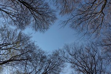 Look up into the blue sky, tree tops in spring
