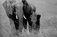 Elephants, Masai Mara, Kenya by Marco Verstraaten thumbnail