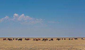 Pferde in den Steppen Kasachstans