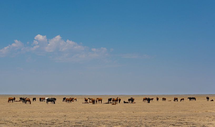 Paarden op de steppen in Kazachstan van Daan Kloeg