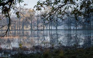 Reflecties in het bosmeer