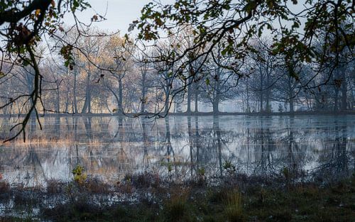 Reflecties in het bosmeer