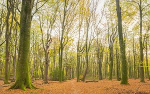 Speulder- en Sprielderbos (Nederland) van Marcel Kerdijk