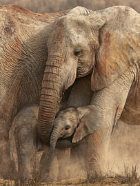 Elephants – A Silent Bond