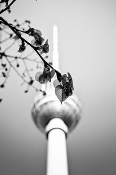 Berliner Fernsehturm hinter Zweig