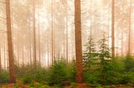 Mistig dennenbomen landschap tijdens een mistige herfstdag van Sjoerd van der Wal Fotografie thumbnail