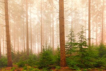 Mistig dennenbomen landschap tijdens een mistige herfstdag