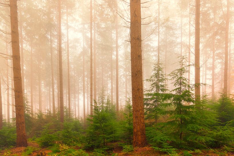 Mistig dennenbomen landschap tijdens een mistige herfstdag van Sjoerd van der Wal Fotografie