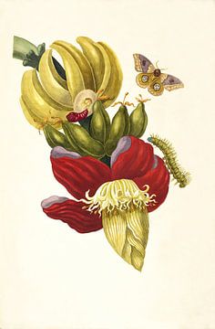 Print of banana plant