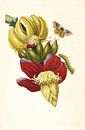 Druck der Bananenpflanze von Vintage en botanische Prenten Miniaturansicht