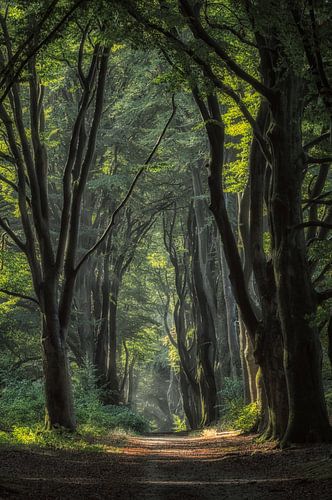 Sprookjesbos met mysterieuze bomen