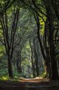 Fairytale Forest by Moetwil en van Dijk - Fotografie thumbnail