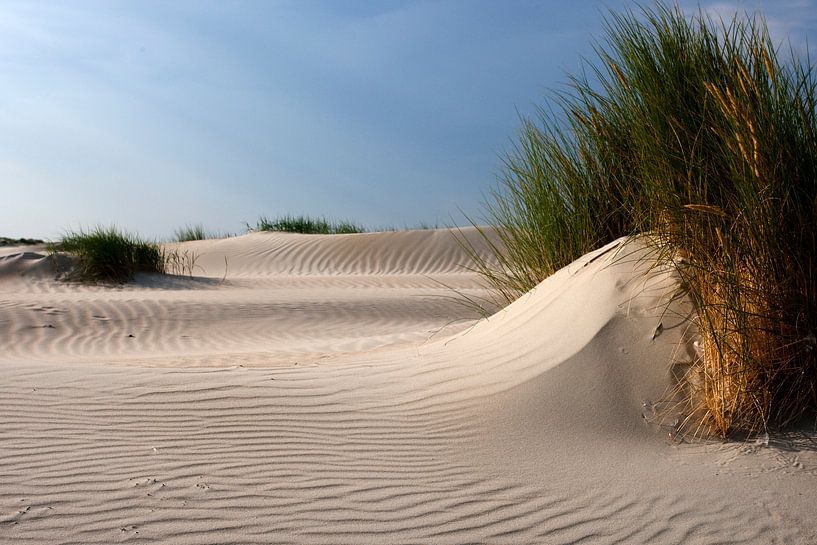 Hors op Texel by Martijn Smit