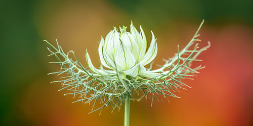A white ‘Juffertje in het Groen’ bathed in a soft glow.