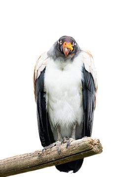 The beautiful king vulture, majestic and imposing. by Natascha Worseling
